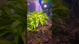 imported grass aquarium setup [upl. by Mercy]