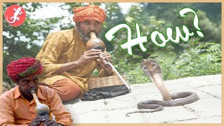 Snake Charming  How Does It Work [upl. by Michel]