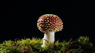 Fly agaric Amanita muscaria growing time lapse Hallucinogenic fungi [upl. by Edaw]