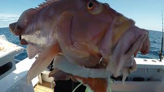 Berserker Meathead Jigs hitting the Baldchin Groper honey hole out from Two Rocks Western Australia [upl. by Ammadas376]