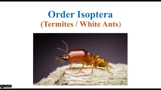 Order Isoptera [upl. by Bartram]