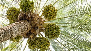 The Date Palm and its Significance in the Bible [upl. by Allina]