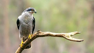 Northern Goshawk The Most Aggressive American Raptor [upl. by Bogosian]