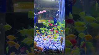 Aquarium Fish collection 🐠🐟 shorts ytshortsindia aquarium fish aquariumfish shortsfeed viral [upl. by Kobylak]