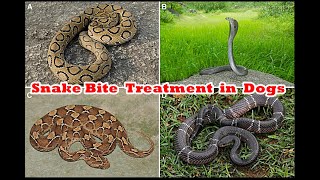 Snake bite in Dogs  Greatest Comeback of Indian Spitz Dog From Deadly Russell’s Viper Snake Bite [upl. by Ynnot384]