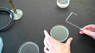 How to plate bacteria [upl. by Odareg]