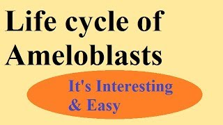 Enamel part 3 Life cycle of ameloblasts [upl. by Llerrot]