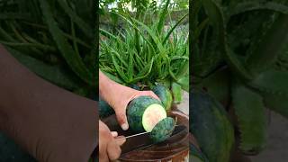 Very fresh cutting skills watermelon with natural landscape reels fresh watermelon satisfying [upl. by Cecil698]