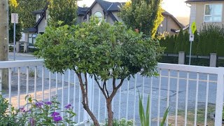 Pieris Japonica Tree Formed Annual Maintenance Prune  August 17 [upl. by Enyahs]