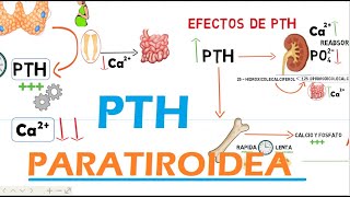 Hormona Paratiroidea PTH [upl. by Harbert]