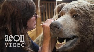 Inside the World Taxidermy Championships  Taxidermists [upl. by Seessel]