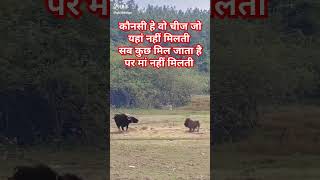 कौनसी हे वो चीज जो यहां मिलती नहीं सब कुछ मिल जाता है पर मां मिलती नहीं animal motivation sorts [upl. by Oakie]