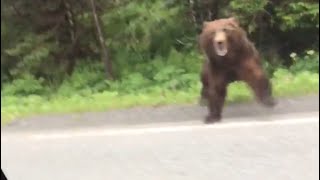 Bear Attacks Car What happens NEXT [upl. by Hsoj]