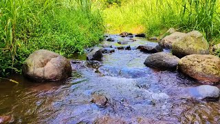 Babbling Brook  Birds Chirping Forest Sounds  Reduces Stress [upl. by Hashum83]