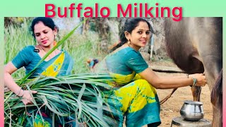 🌾Village Women Live Buffalo🐃Milking By Hand🤚 Buffalo milking evening time krishnavenianenenu [upl. by Aninat396]