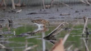 Sharp tailed Sandpipers juvenile 231027 Japan [upl. by Aimar]