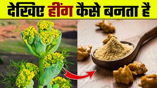 देखिए हींग कैसे बनता है  Hing Kaise Banta Hai  Hing Making Process  Asafoetida Making amp Farming [upl. by Florin]