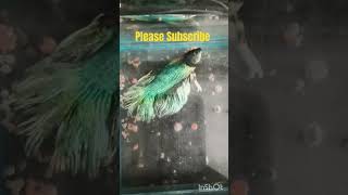 Betta fish deathantimsanskarfishfighterfishbettafishdeathrippetsfishdeathfishantimsanskar [upl. by Nallaf]