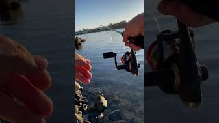 Beautiful morning fishing in isleton ca bayareafishing deltafishing outdoors bassfishing bass [upl. by Areip]