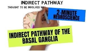 2Minute Neuroscience Indirect Pathway of the Basal Ganglia [upl. by Bram481]