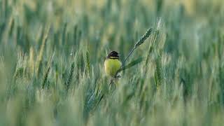 黄胸鹀 Yellowbreasted Bunting [upl. by Marigolda345]