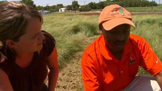 Teff New Potential Crop for Oklahoma [upl. by Waldo]