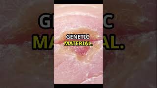 quotMeiosis vs Mitosis Key Differences Explainedquot [upl. by Ariom]