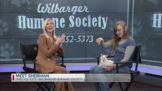 Meet Sherman the kitten from Wilbarger Humane Society [upl. by Noived]