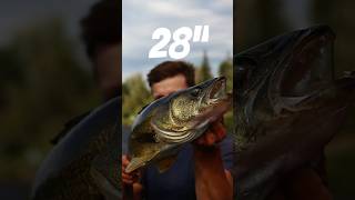 28quot Walleye walleye fishing river [upl. by Aibat]