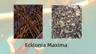 The Next Level Seaweed Fertilizer from Ecklonia Maxima  Dora AlgaNeo [upl. by Etiuqram159]