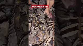 Kepiting kelapa shorts viral fyp [upl. by Asenab]