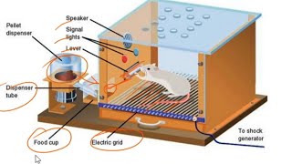 Skinners Operant Conditioning theory amp Insight Theory of Gestalt l Reinforcement punishment etc [upl. by Ariat]