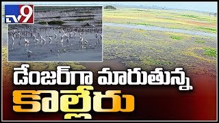 Kolleru lake polluted by 14 poisonous chemicals  TV9 [upl. by Starling752]