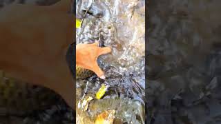 New match fishing videos 2024 fishing shorts [upl. by Gonzalo]