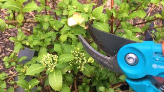 Hortensia snoeien Oud hout Nieuw hout Hoe moet ik het snoeien [upl. by Ttegdirb]