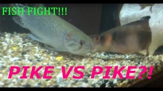 AFRICAN PIKE VS PIKE CICHLID FISH FIGHT FISH ATTACK [upl. by Sihtam27]