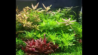 HYGROPHILA DIFFORMIS PhotoVideoshoot [upl. by Nayve95]