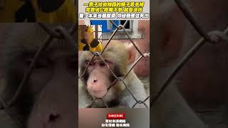 一男子給動物園的猴子看手相，竟然說它吃喝不愁，就是沒錢，這人絕對是來騙猴的！ cuteanimal [upl. by Yennej]