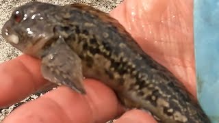 Catching My First Blenny Not The Biggest Fish In The Sea [upl. by Sanyu]