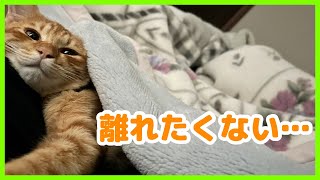 分離不安気味の子猫の行動がこちらです… [upl. by Ahselrac]