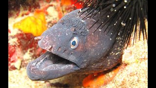 Zıpkın avı Müren Saldırısı Moray Eel attacks Spearfisher Spearfishing moray eel bite force [upl. by Caras]