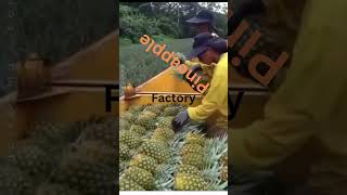 Pineapple FactoryYTS85 food motivation singaporean india pmmodi [upl. by Jules79]