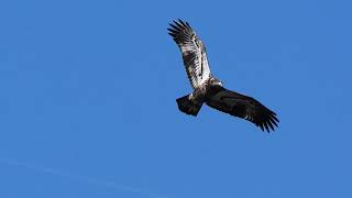 Young Bald Eagle in flight [upl. by Hsitirb]