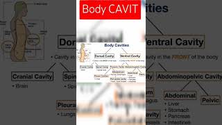 Body cavitynidhigupta4338 explore shortsviral subscribers shortsvideo [upl. by Ennirac947]