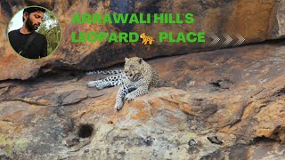 Aravalli Hills Struggle Life Of Animals gurgaon india leopard jungle life animals [upl. by Dazhahs]