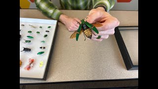 How to Make an Insect Collection Display Case  DIY Bug Collecting with Home Science Tools [upl. by Neehahs]