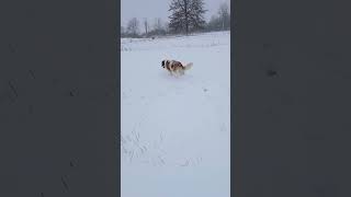 Meet our new Saint Bernard Charlene farmlife countrylife dog stbernard bernesemountaindog snow [upl. by Foushee529]