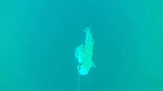 Underwater camera flathead fishing Currarong Jervis Bay NSW Australia SURPRISE APPEARANCE AT END [upl. by Alleunam40]