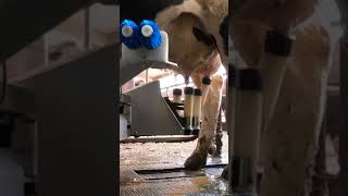 Robotic milking fullwood JOZ merlin M2 [upl. by Romano147]