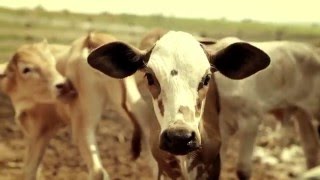 O TERROIR DA REGIÃO DO QUEIJO DA CANASTRA  REGIÃO DO QUEIJO DA CANASTRA [upl. by Yehudi244]